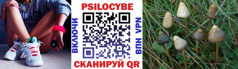 Псилоцибиновые грибы Psilocybe  Купить где  Сарапул 
